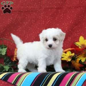 Flamingo, Maltipoo Puppy
